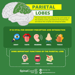 Parietal Lobe Function Location and Structure Biology Diagrams